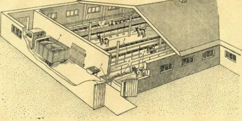 Kako napraviti štalu za krave vlastitim rukama